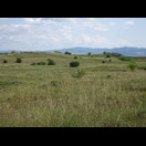 Binnendünen in der Banater Sandwüste